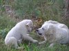 Gavau barti, mama sako, kad aš tinginys