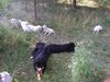 Padirbėjus galima ir pažaisti