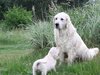 Mama, pievoje radau olą, ar galiu ją patyrinėti?
