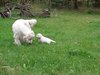 Mama Kasiopėja moko pėdsekystės